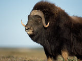 Musk Ox Bull on the North Slope of the Brooks Range, Alaska, USA Photographic Print by Steve Kazlowski
