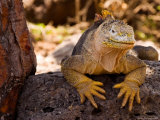 Land Iguana, Laz Plazas, Galapagos Islands, Ecuador Photographic Print by Kristin Piljay