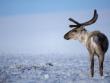Barren Ground Caribou, Arctic National Wildlife Refuge, Alaska, USA Lámina fotográfica por Steve Kazlowski
