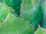 Agave, Sonora Desert Museum, Tucson, Arizona, USA Photographic Print by Rob Tilley