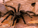 Gavriel Jecan - Black Tarantulas, Amazon Rainforest, Peru Fotografická reprodukce Gavriel Jecan - Black Tarantulas, Amazon Rainforest, Peru Fotografická reprodukce
