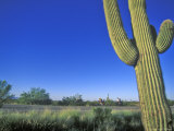 Bicycle Touring, Arizona, USA Photographic Print by Chuck Haney