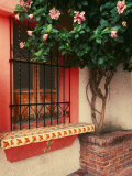 Flowering Hibiscus Near Pink Window, Puerto Vallarta, Mexico Photographic Print by Tom Haseltine