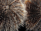 Sea Urchins, Galapagos Islands, Ecuador Impressão fotográfica por Jack Stein Grove Sea Urchins, Galapagos Islands, Ecuador Impressão fotográfica por Jack Stein Grove