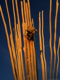 Saguaro Cactus Skeleton in Saguaro National Park, Arizona, USA Lámina fotográfica por Chuck Haney Saguaro Cactus Skeleton in Saguaro National Park, Arizona, USA Lámina fotográfica por Chuck Haney