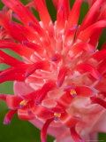 Bromeliads Flower, Manu National Park, Peru Photographic Print by Gavriel Jecan