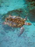 Green Turtle, Bocas Del Torro Island, Panama Photographic Print by Gavriel Jecan