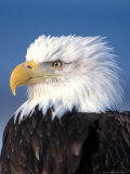 Bald Eagle in Katchemack Bay, Alaska, USA Photographic Print by Steve Kazlowski