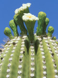 Saguaro Cactus Flower, Sonora Desert Museum, Tucson, Arizona Photographic Print by Rob Tilley