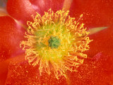 Desert Prickly Pear Cactus Flower, Casa Grande, Arizona, USA Fotografie-Druck von Rob Tilley
