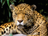 Jaguar, Amazon, Ecuador Photographic Print by Pete Oxford