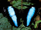 Morpho Butterfly, Rain Forest, Ecuador Photographic Print by Pete Oxford