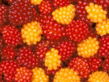Salmonberries, Baranoff Island, Alaska, USA Photographic Print by Hugh Rose