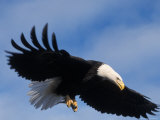 Bald Eagle Flying with a Fish, Kachemak Bay, Alaska, USA Photographic Print by Steve Kazlowski