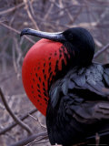 Magnificent Frigatebird, Galapagos Islands, Ecuador Lámina fotográfica por Gavriel Jecan Magnificent Frigatebird, Galapagos Islands, Ecuador Lámina fotográfica por Gavriel Jecan