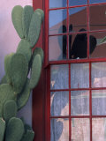 Cactus and Window, Barrio District, Tucson, Arizona, USA Photographic Print by Joanne Wells