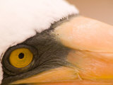 Masked Booby, Punta Suarez, Espanola Island, Galapagos Islands National Park, Ecuador Photographie par Stuart Westmoreland