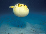 Pufferfish, Galapagos Islands, Ecuador Photographie par Jack Stein Grove