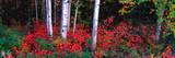 White Trunks of Autumn Aspens and Wild Current, Alaska, USA Photographic Print by Terry Eggers