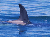 Orcha Fin, Orcinus Orca, Alaska, USA Lámina fotográfica por Gavriel Jecan