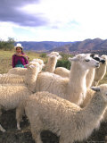 Inca Woman in Costume with Llamas, Cuzco, Peru Photographie par Bill Bachmann