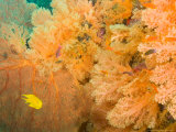 Golden Dream Reef, Bligh Water Area, Viti Levu, Fiji Islands, South Pacific Photographic Print by Stuart Westmoreland