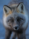 Red Fox on North Slope of Brooks Range, Alaska, USA Lámina fotográfica por Steve Kazlowski