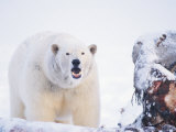 Polar Bear Scavenging on a Bowhead Whale, Arctic National Wildlife Refuge, Alaska, USA Photographic Print by Steve Kazlowski