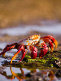 Sally Lightfoot Crabs, Puerto Egas, Galapagos Islands National Park, Ecuador Fotografisk tryk af Stuart Westmoreland Sally Lightfoot Crabs, Puerto Egas, Galapagos Islands National Park, Ecuador Fotografisk tryk af Stuart Westmoreland