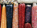 Varieties of Corn that Lacandons Grow in Their Milpas, Selva Lacandona, Naha, Chiapas, Mexico Fotografisk tryk af Russell Gordon Varieties of Corn that Lacandons Grow in Their Milpas, Selva Lacandona, Naha, Chiapas, Mexico Fotografisk tryk af Russell Gordon
