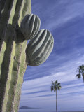 Cactus and Palm Tree on the Beach, Loretto, Baja, Mexico Photographic Print by Cindy Miller Hopkins