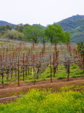 Vineyards in Early Spring, Sonoma Valley, California, USA Photographic Print by Julie Eggers
