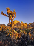 Jumbo rocks at Joshua Tree National Park, California, USA Lámina fotográfica por Chuck Haney