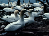 Beautiful Gannets Nesting Photographic Print