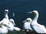 Gannets Nesting Lámina fotográfica Gannets Nesting Lámina fotográfica