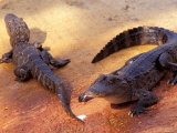 Young Alligators, Everglades National Park, Florida, USA Lámina fotográfica por Gavriel Jecan Young Alligators, Everglades National Park, Florida, USA Lámina fotográfica por Gavriel Jecan