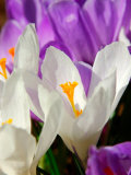 Crocus, Reading, Massachusetts Photographic Print by Lisa S. Engelbrecht