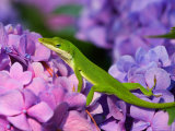 Lizard on Hydrangea, Savannah, Georgia, USA Photographic Print by Joanne Wells