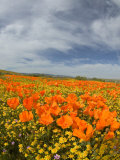 Road through Poppies, Antelope Valley, California, USA Photographic Print by Terry Eggers