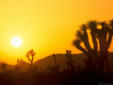Sunset Silhouetting Joshua Trees, Joshua Tree National Park, California, USA Lámina fotográfica por Rob Tilley
