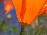Poppies in Spring Bloom, Lancaster, California, USA Photographic Print by Terry Eggers