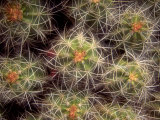 Close-up Cactus, Joshua Tree National Park, California, USA Photographic Print by Janell Davidson
