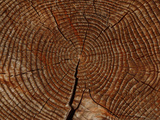 Close-up of the Rings and Cracks of Texture on a Cut Log Photographic Print