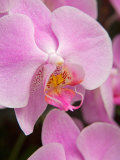San Francisco Conservatory of Flowers. A pink orchid in the Phalaenopsis family Fotografisk tryk af Julie Eggers San Francisco Conservatory of Flowers. A pink orchid in the Phalaenopsis family Fotografisk tryk af Julie Eggers