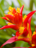 Red and Yellow Bromeliad, San Francisco, California, USA Photographie par Julie Eggers