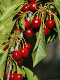 Flathead Cherries in Polson, Montana, USA Photographic Print by Chuck Haney