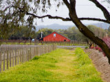 Red Barn near Vineyards, Napa Valley, California, USA Photographic Print by Julie Eggers