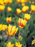 Backlit La Courtine Tulips, Holland, Ottowa County, Michigan, USA Fotografisk trykk av Brent Bergherm Backlit La Courtine Tulips, Holland, Ottowa County, Michigan, USA Fotografisk trykk av Brent Bergherm