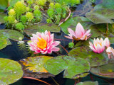 Water Lilies in Pool at Darioush Winery, Napa Valley, California, USA Photographic Print by Julie Eggers
