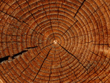 Close-up of the Rings and Cracks of Texture on a Cut Log Photographic Print